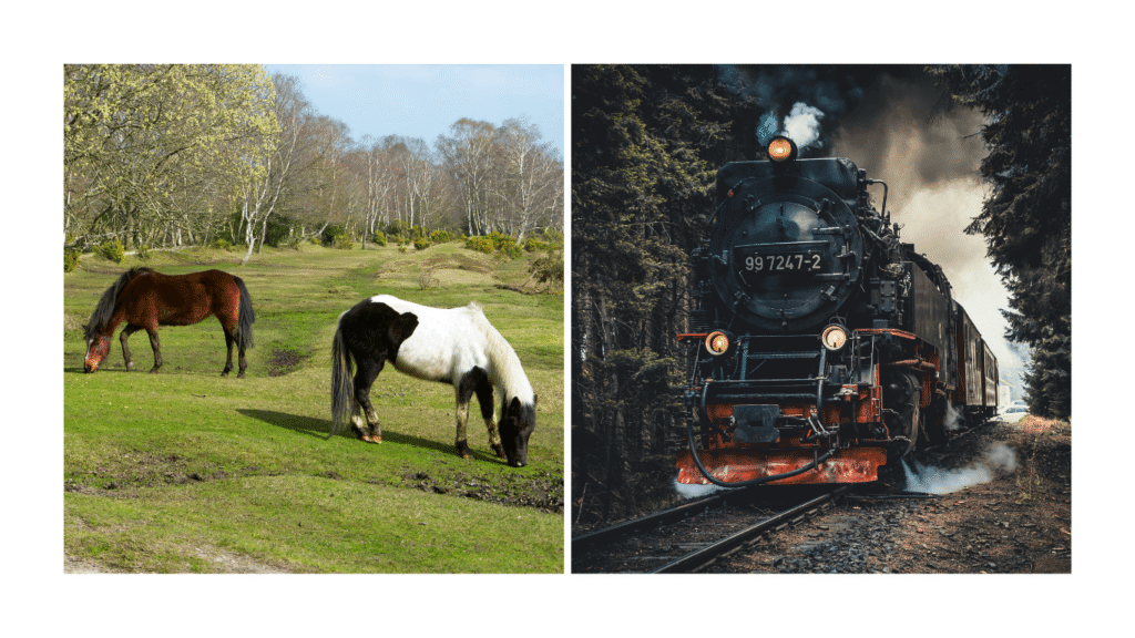 Stoomtreinrit vanaf Brockenhurst tijdens roadtrip door Zuid-Engeland
Wandeling in New Forest National Park tijdens roadtrip van Dover naar Cornwall