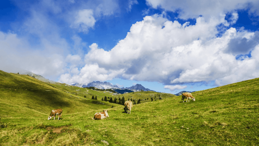 Wandelpad langs het meer van Lenzerheide tijdens een zomervakantie in Zwitserland.
