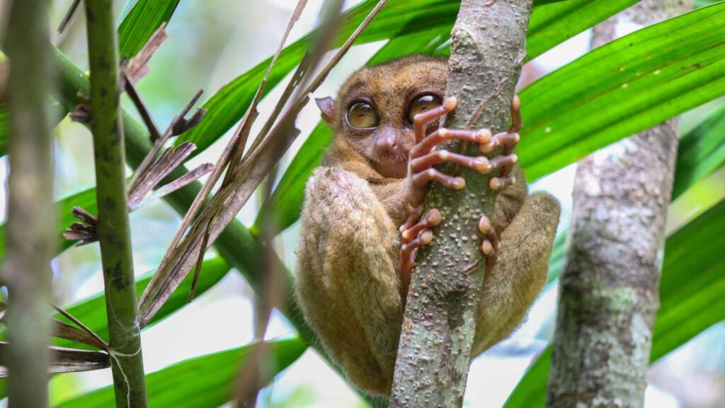 Tarsier met grote ogen in een boom op Bohol, Filipijnen

