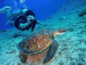 Duiker zwemt naast een zeeschildpad in helderblauw tropisch water