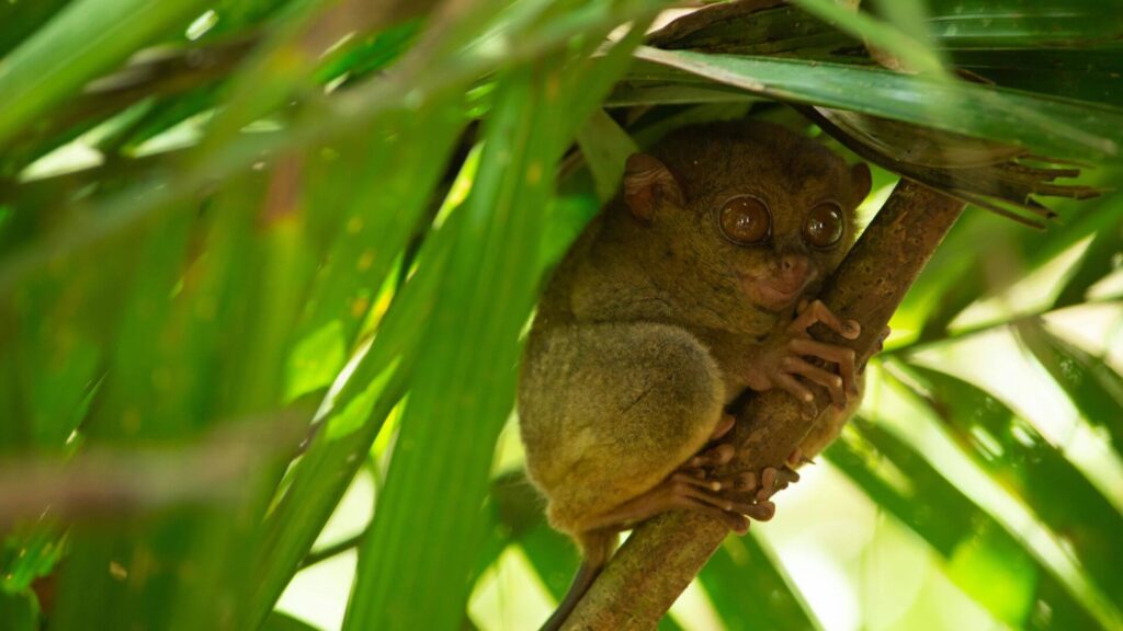 Tarsier spotten met kinderen tijdens rondreis door de Filipijnen