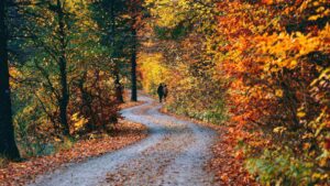 Herfstweekend Nederland: Wandelen door kleurrijke bossen
