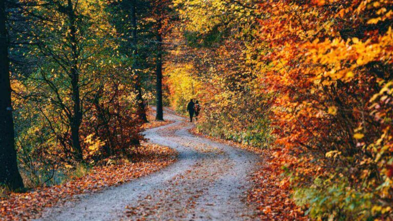 Herfstweekend Nederland: Wandelen door kleurrijke bossen