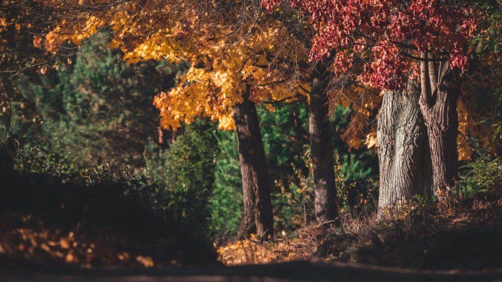 Herfstweekend Nederland: Ontdek de mooiste bestemmingen