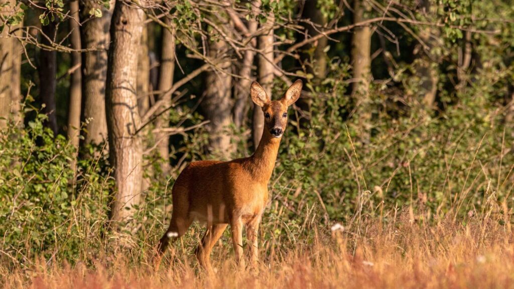Herfst op de Veluwe met wandelende edelherten