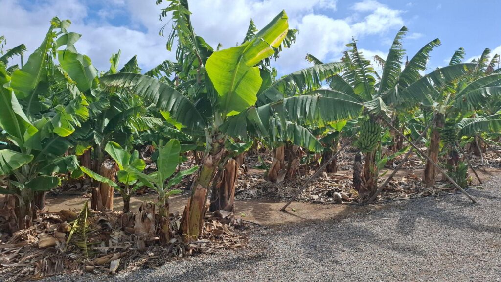 Bananenplantage op de Canarische Eilanden – winterzon in Spanje