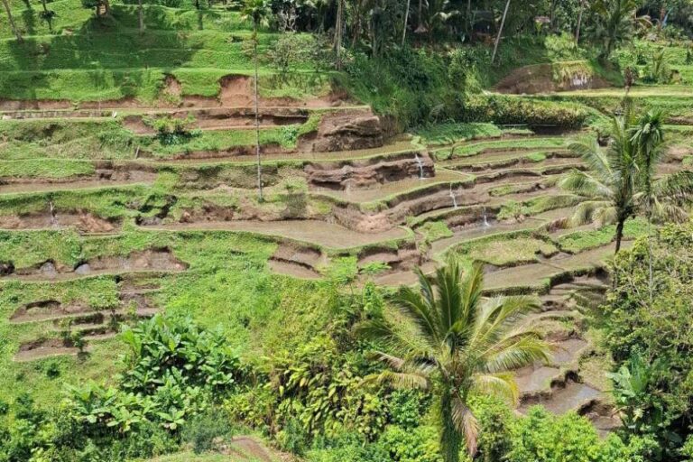 Rijstvelden rond Ubud op Bali met groene terrassen en palmbomen