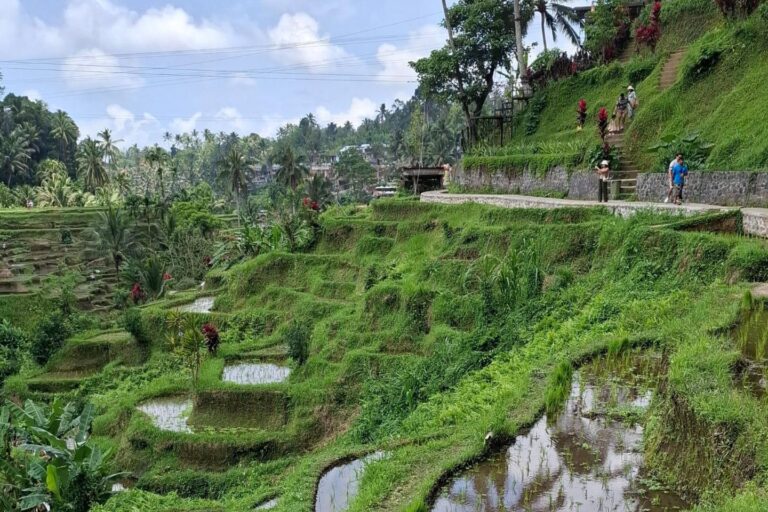 Uitzicht over groene rijstvelden in Thailand – rondreis inspiratie
