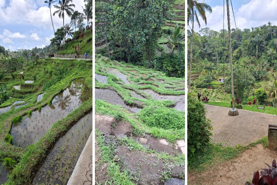 Rijstvelden van Tegalalang bij Ubud op Bali