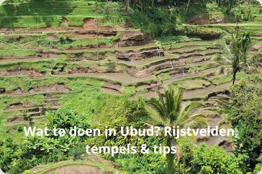 Panoramisch uitzicht over de groene, gelaagde rijstterrassen van Tegallalang in Ubud, Bali, omringd door palmbomen onder een heldere lucht.