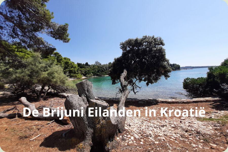 Uitzicht op een kristalheldere baai van de Brijuni Eilanden in Kroatië, gezien vanaf de kust met een karakteristieke boomstronk op de voorgrond en groene bossen onder een strakblauwe lucht.